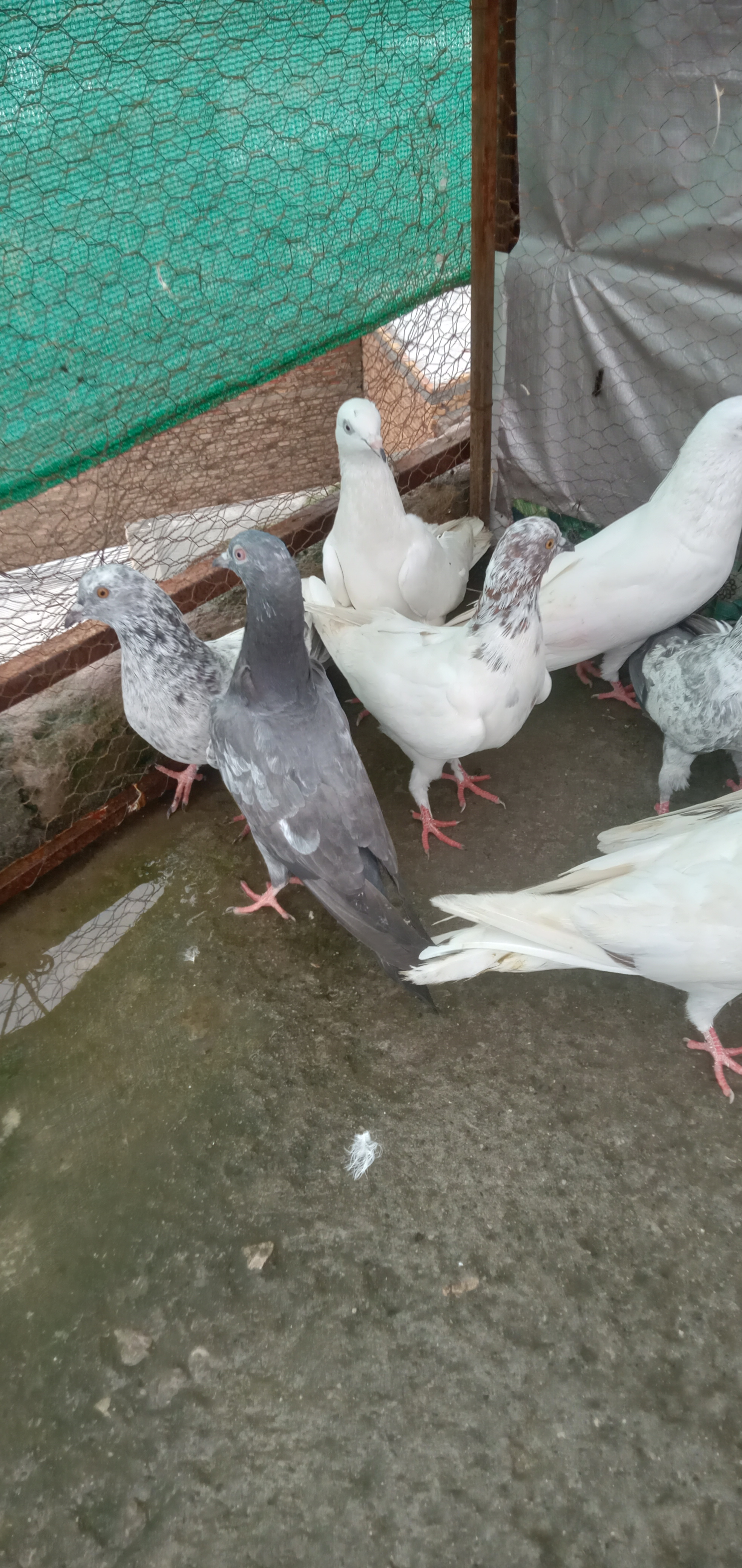 High flyers pigeons — photo 2