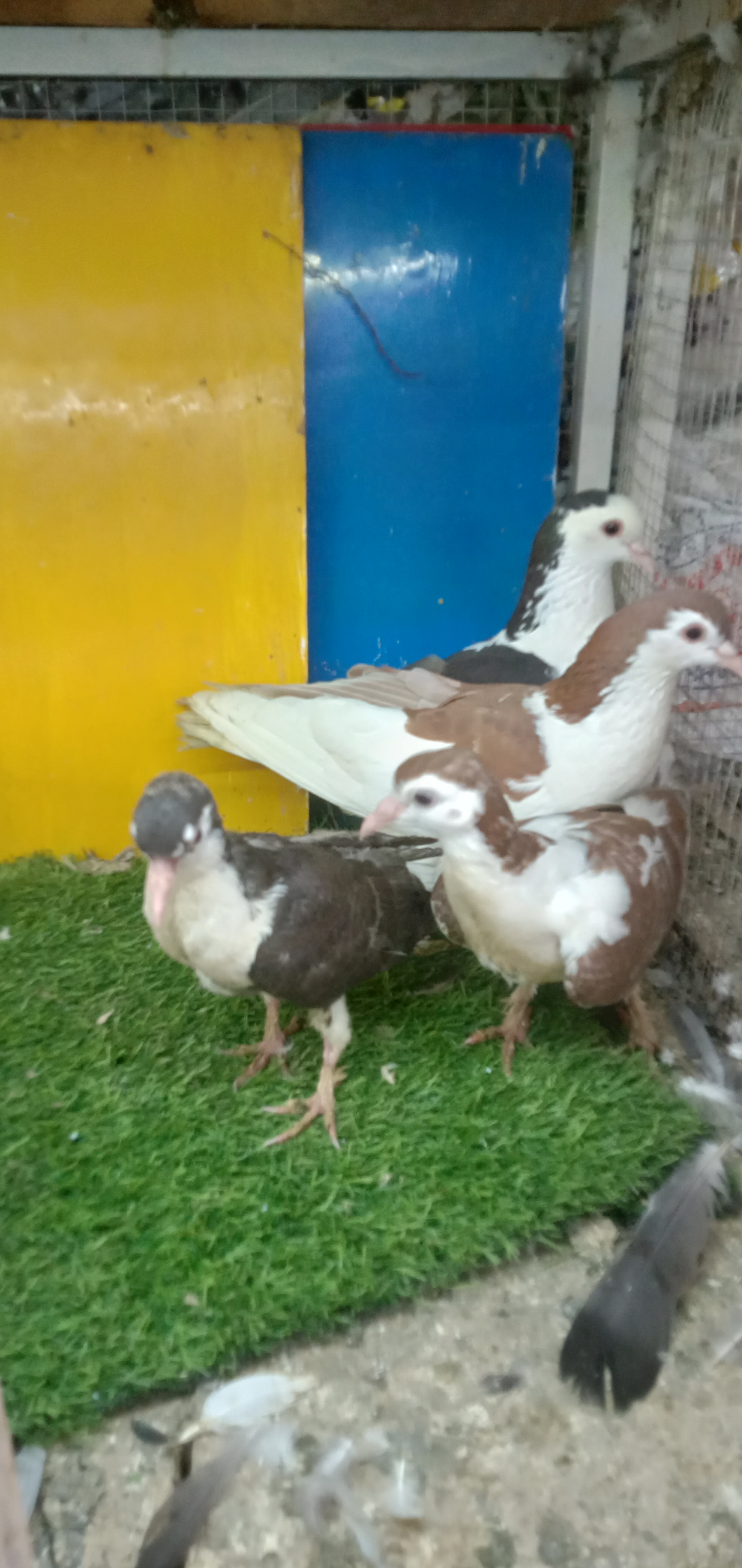 Sharazi pair — photo 2