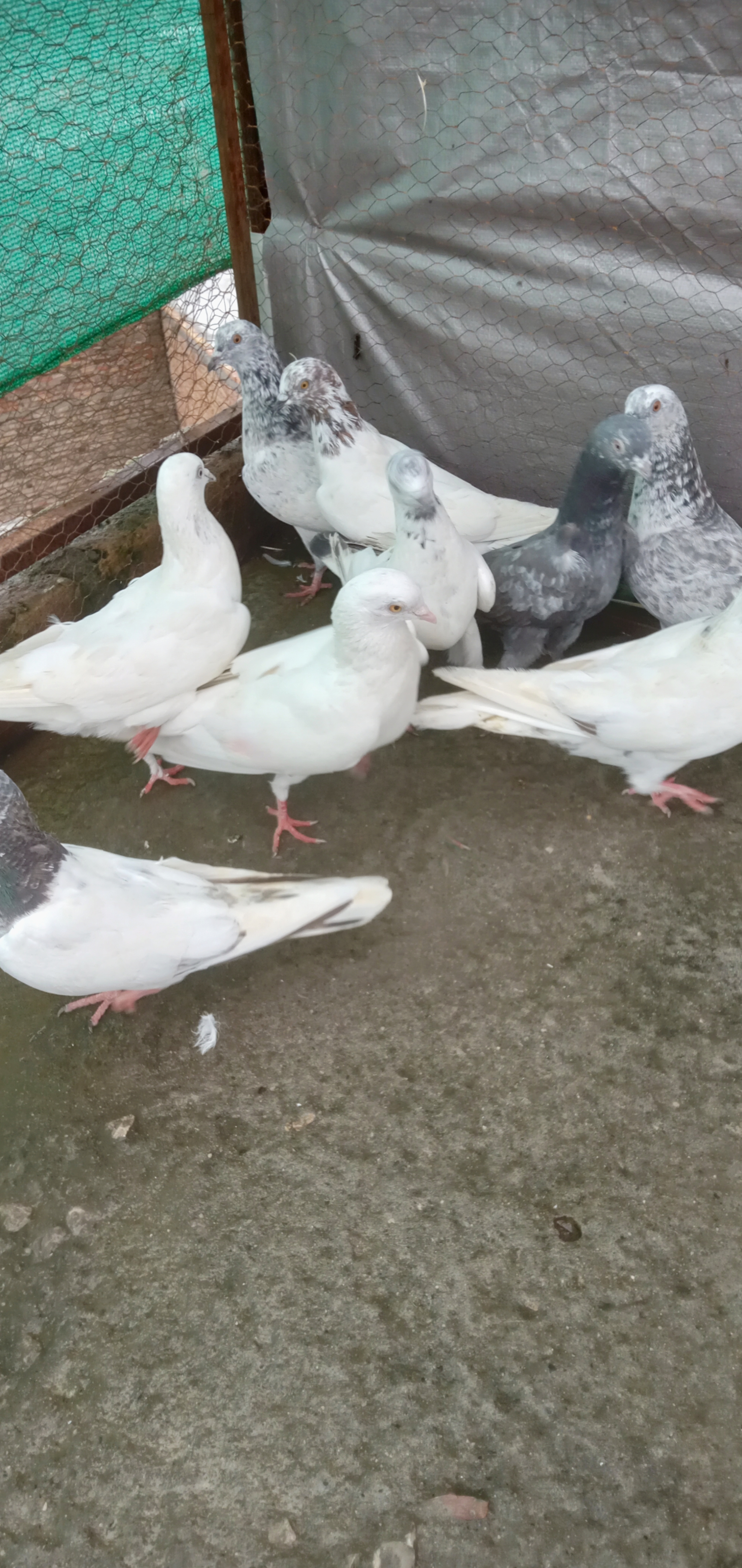 High flyers pigeons