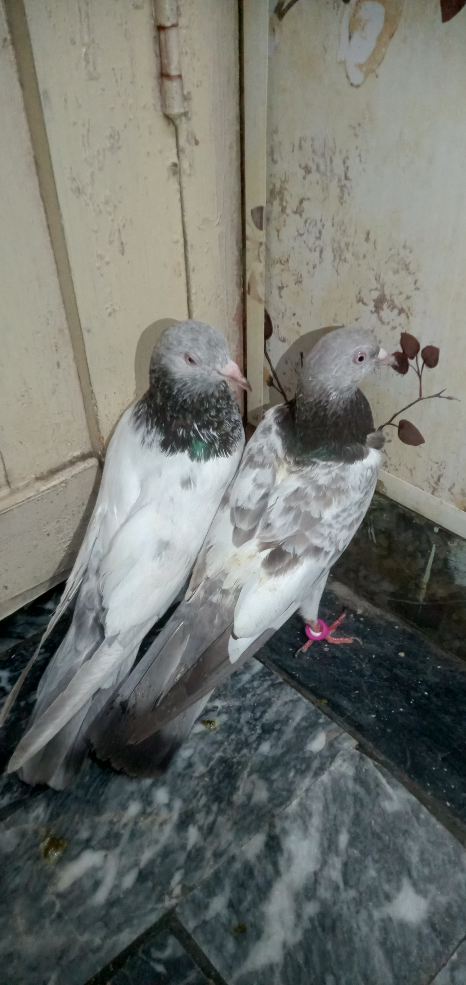 Golden pair — photo 4