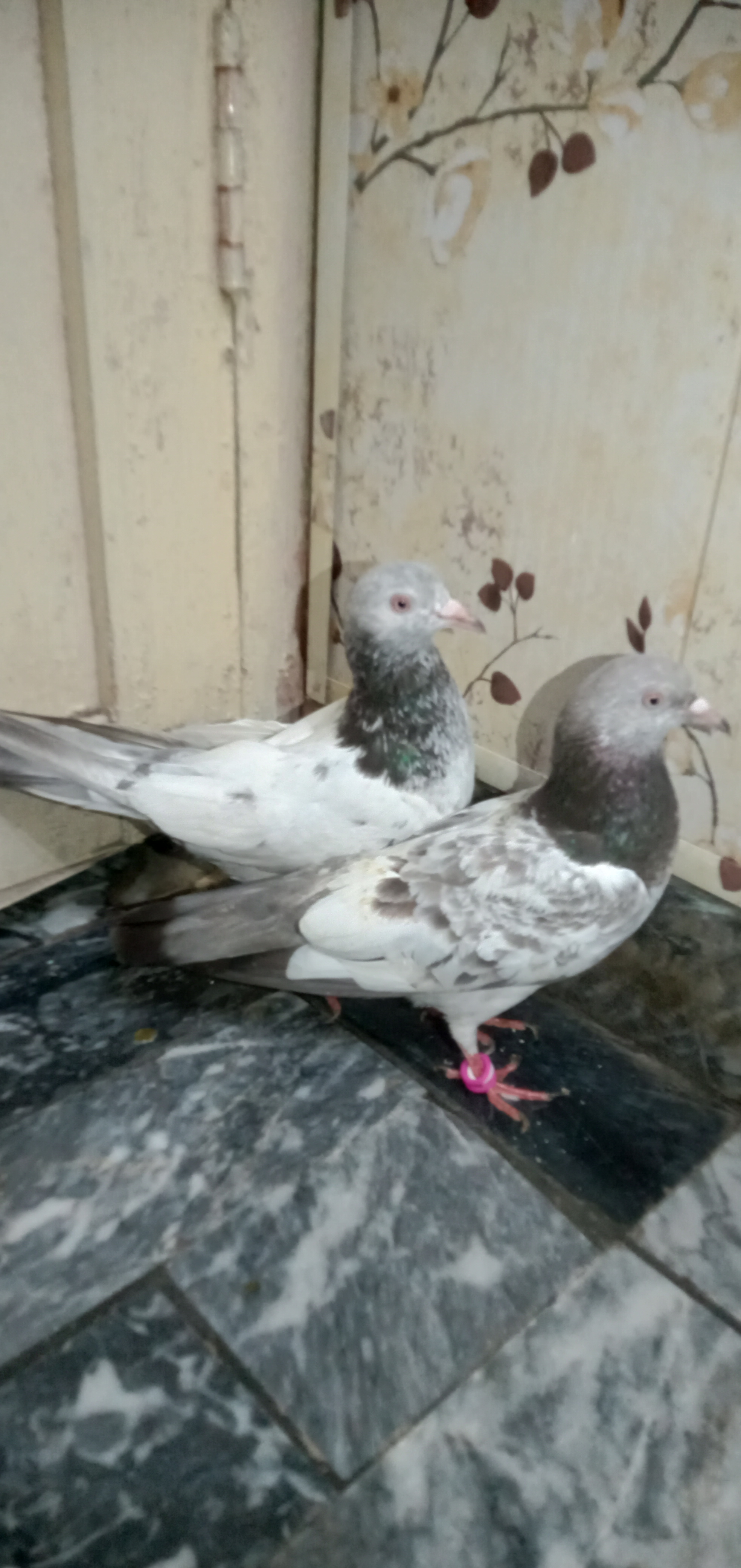Golden pair — photo 6