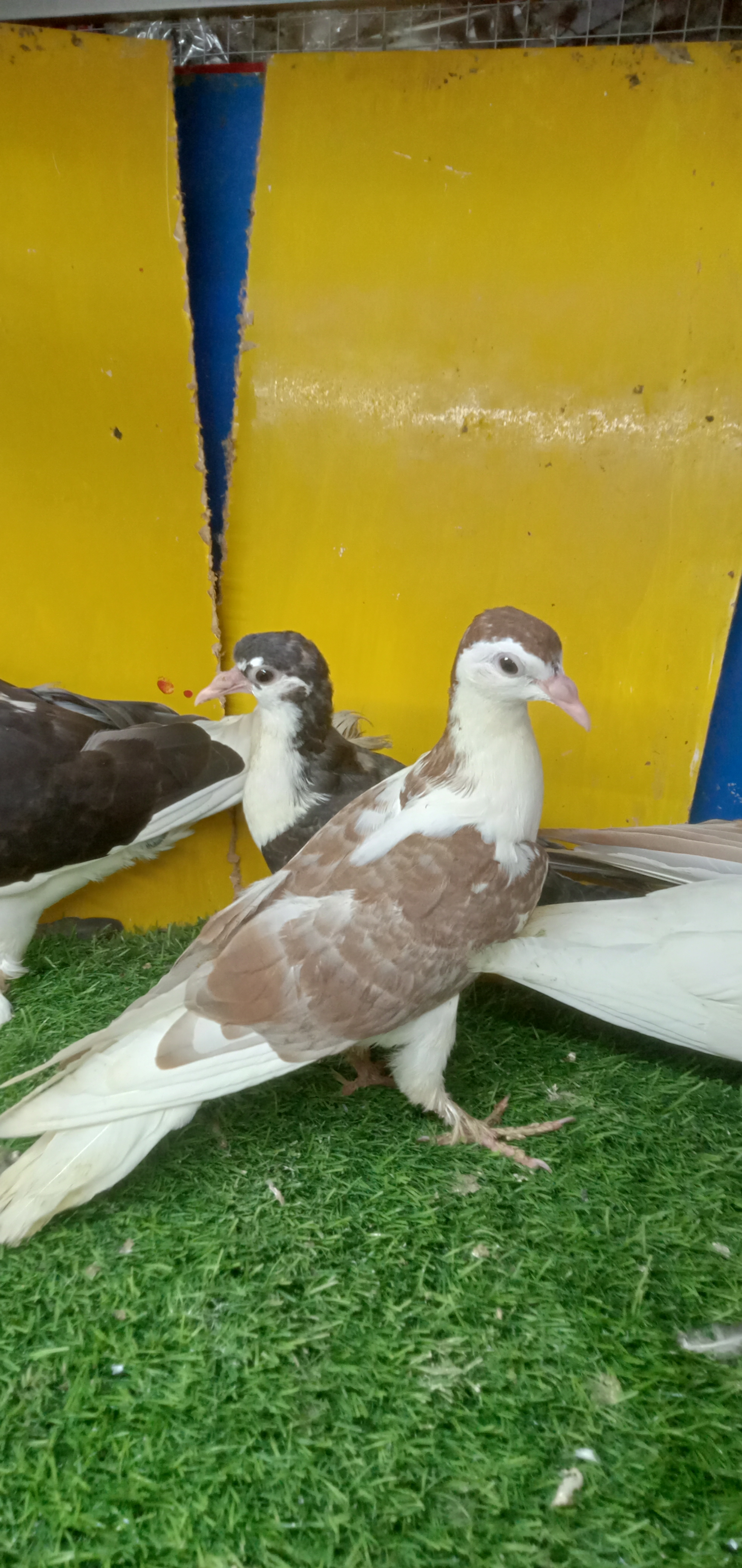 Sharazi pair — photo 3