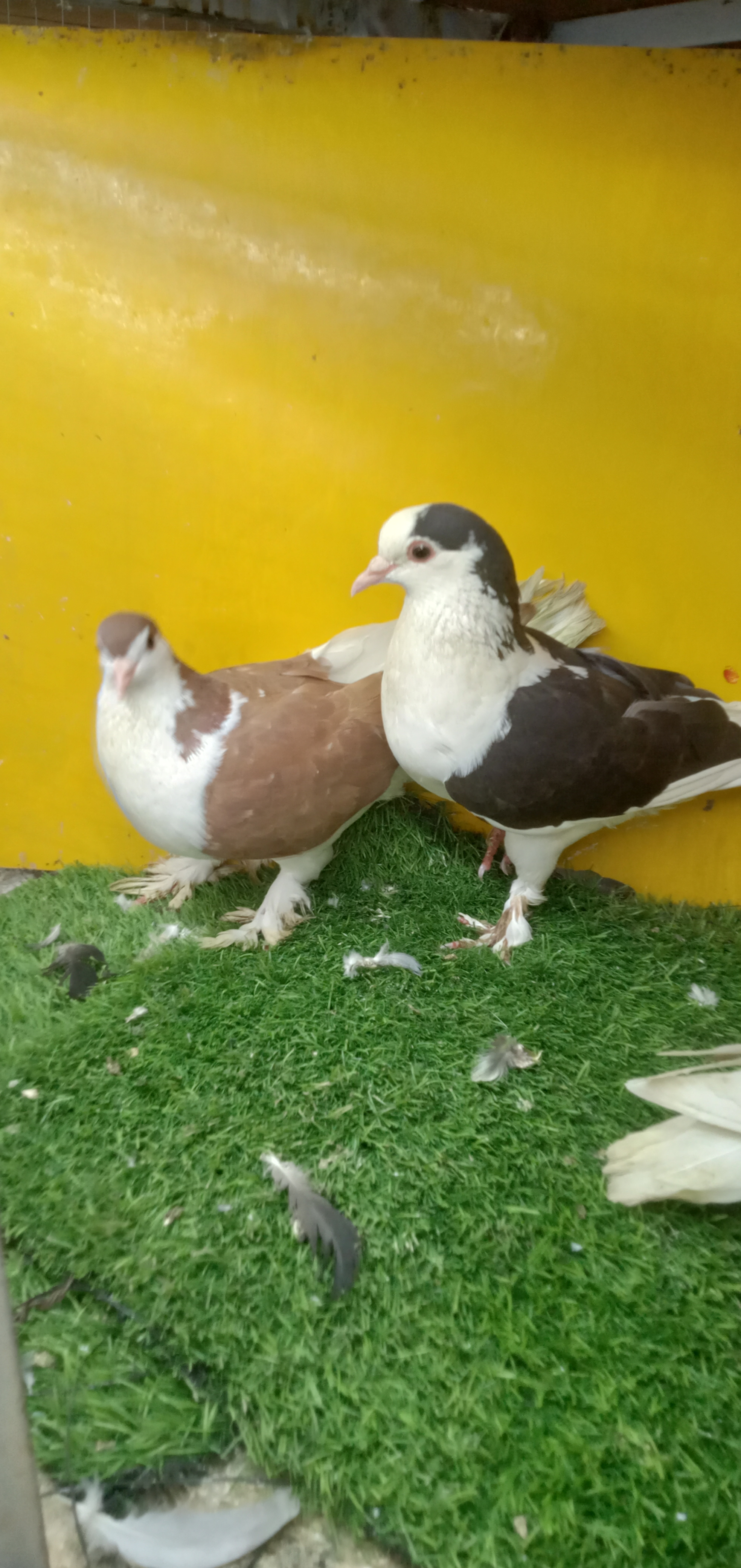 Sharazi pair