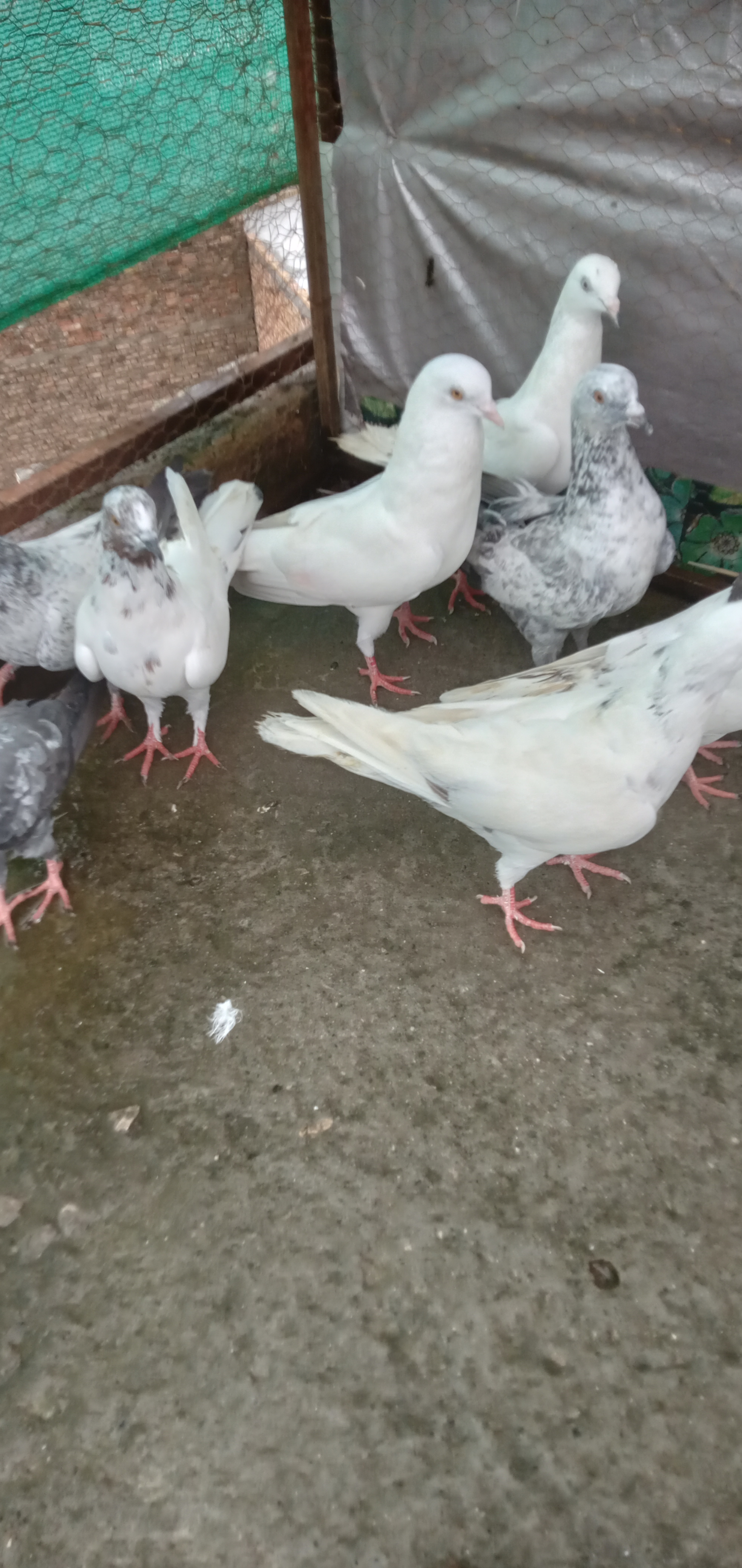 High flyers pigeons — photo 3
