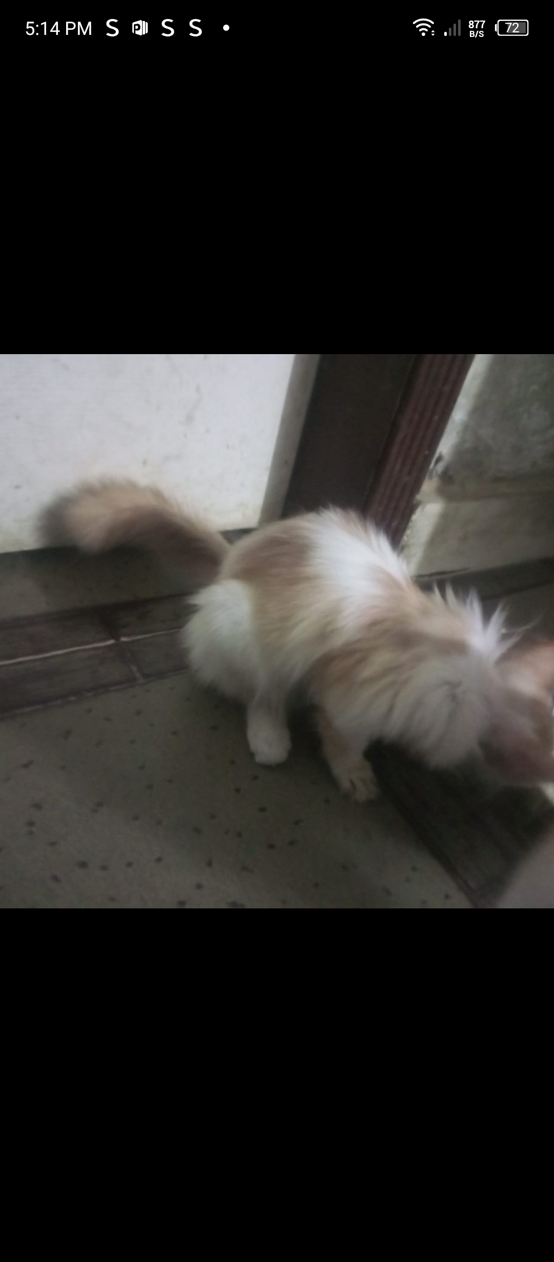 Three Persian kittens — photo 3