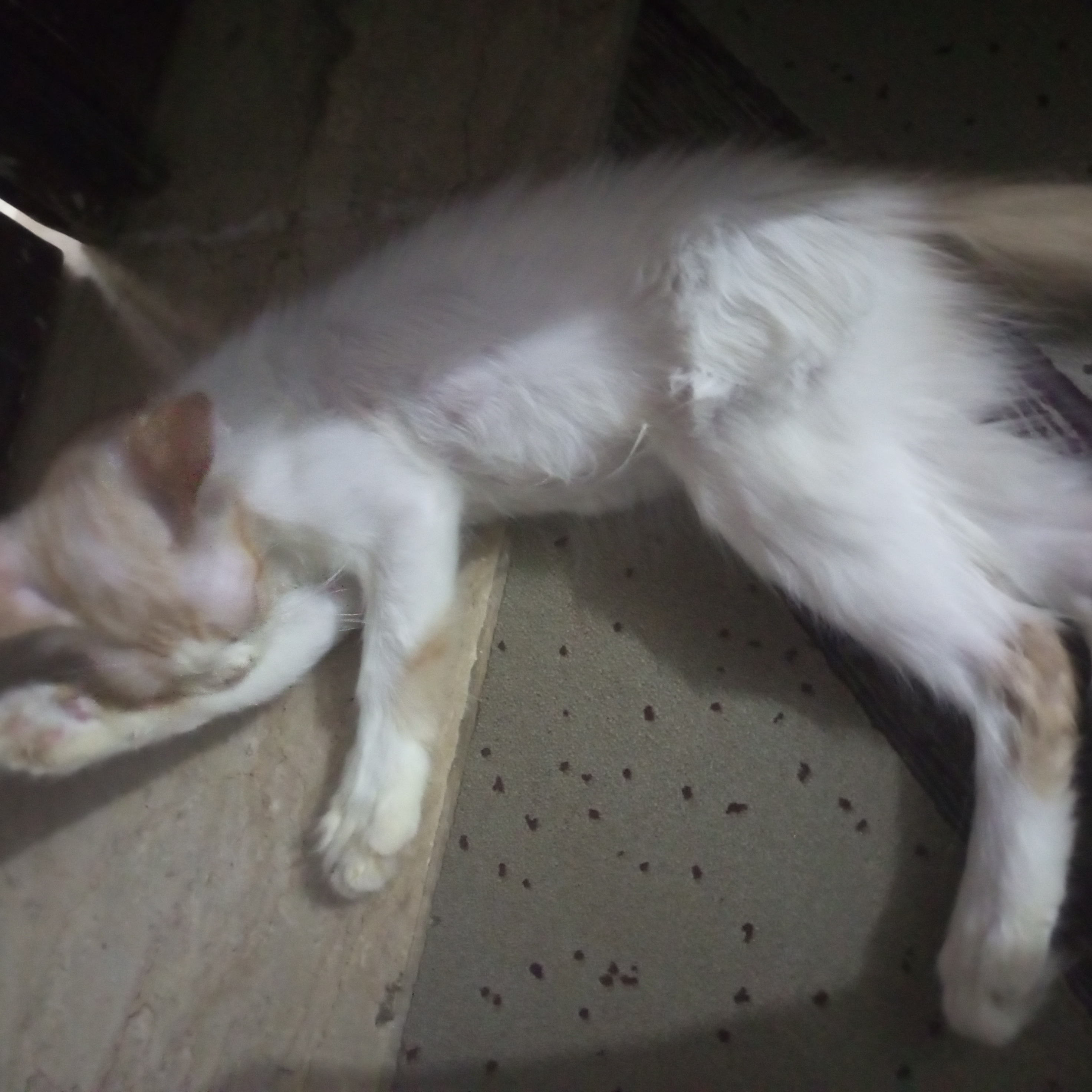 Three Persian kittens — photo 6