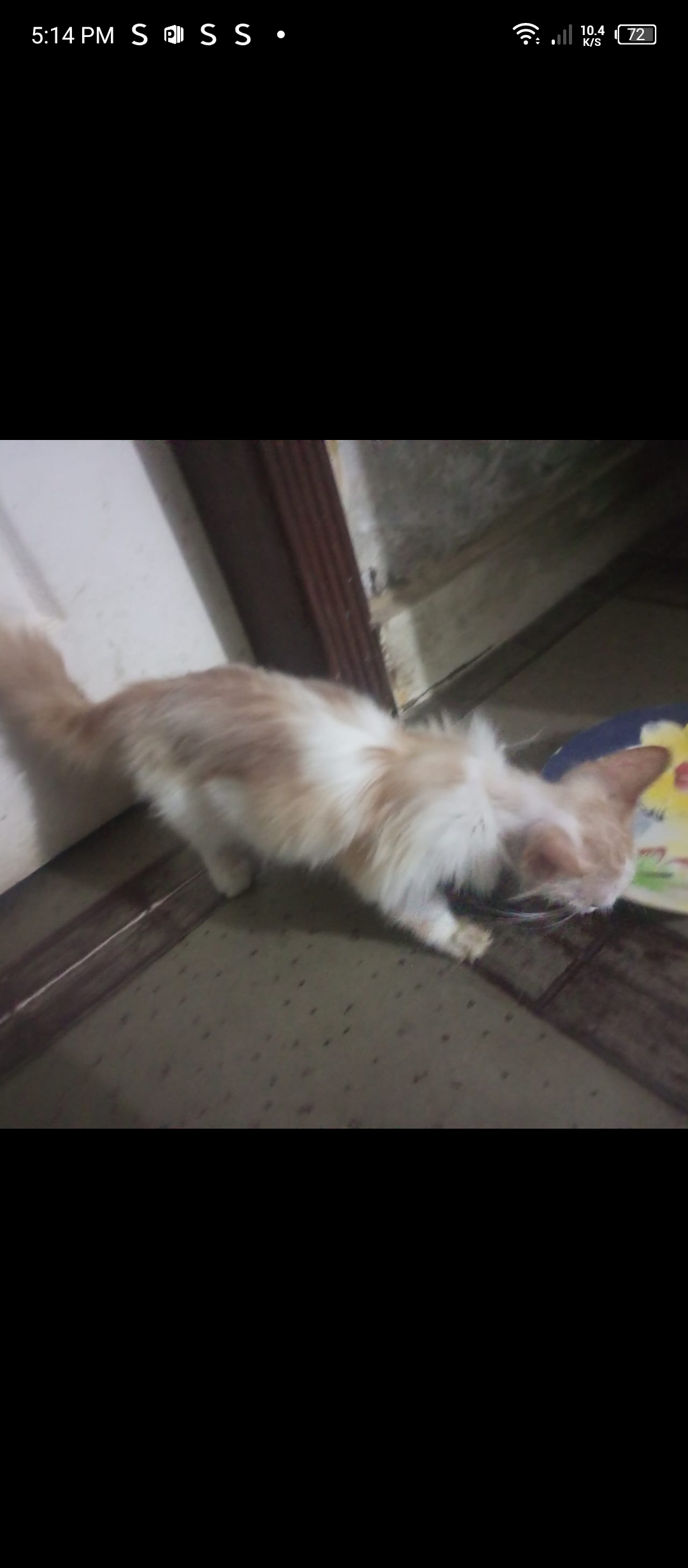 Three Persian kittens — photo 4
