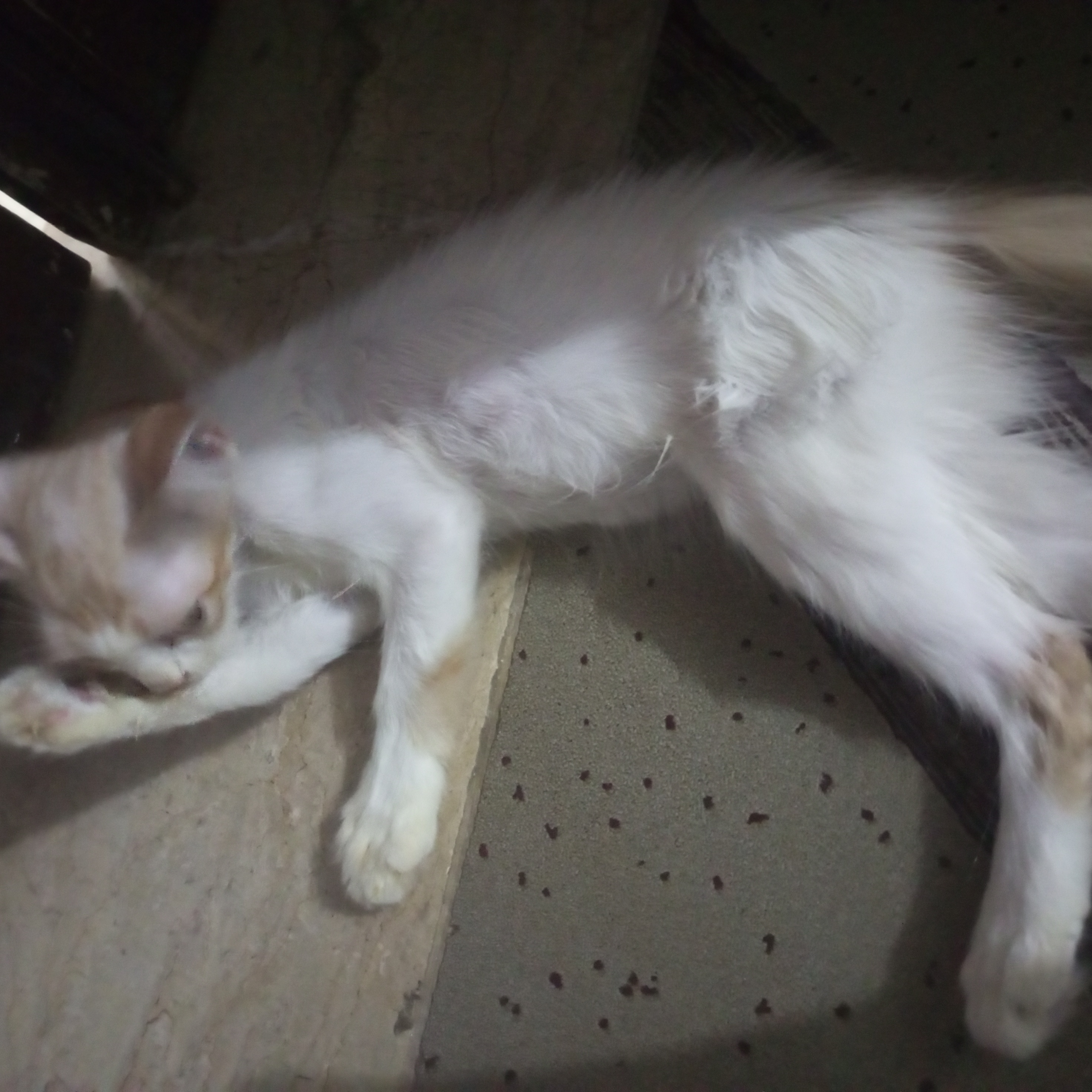 Three Persian kittens — photo 5