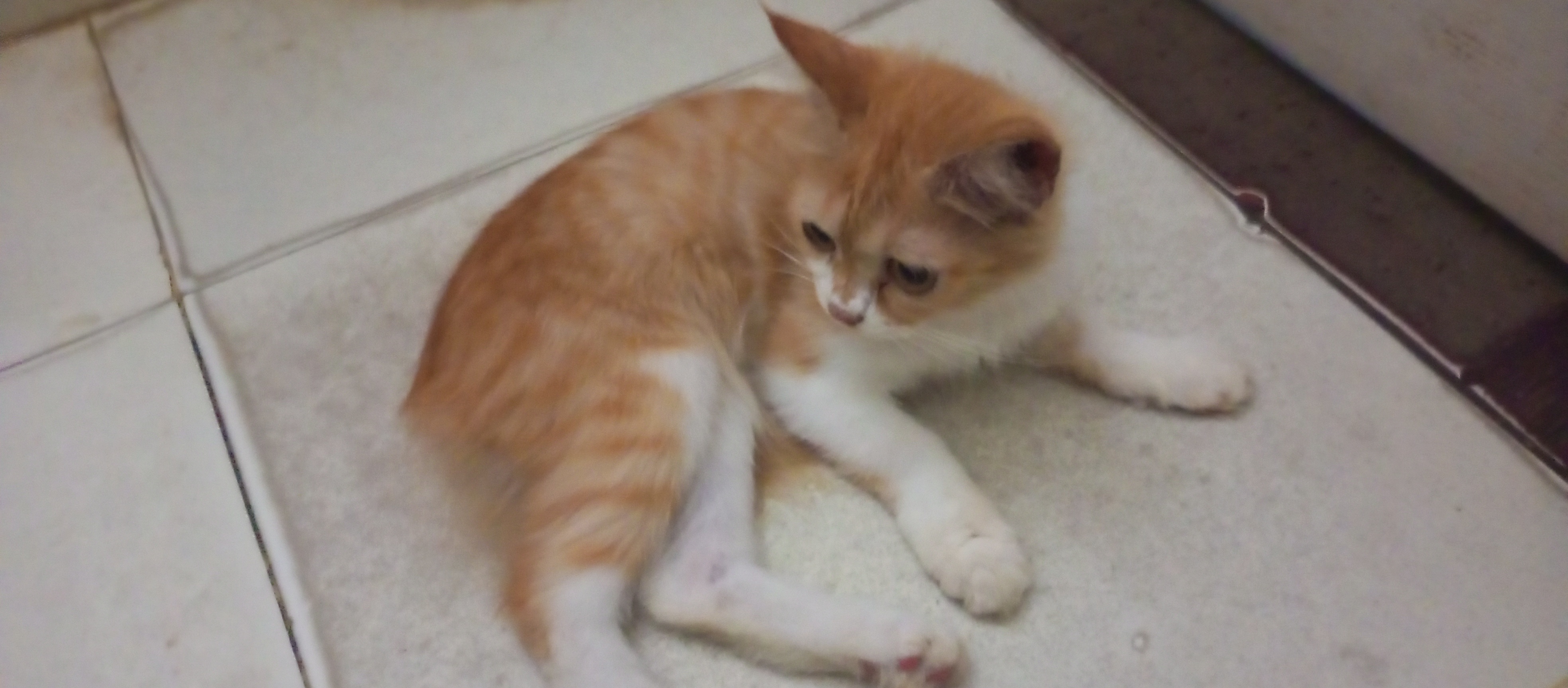 Three Persian kittens — photo 2