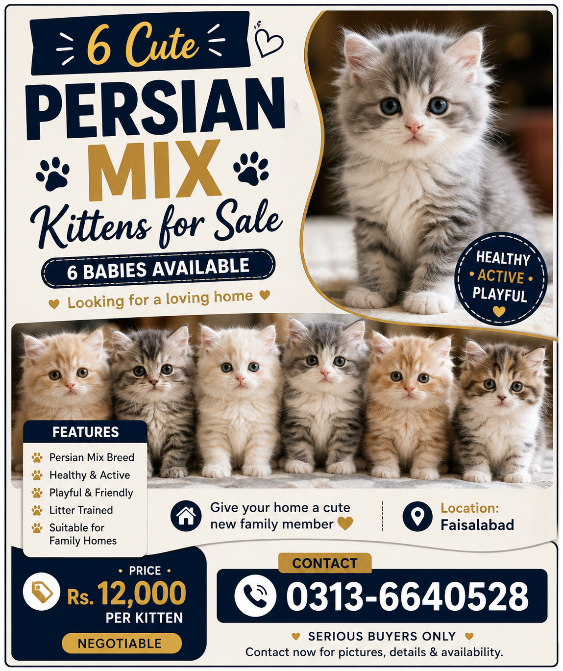 Persian Mix Kittens Available | Faisalabad