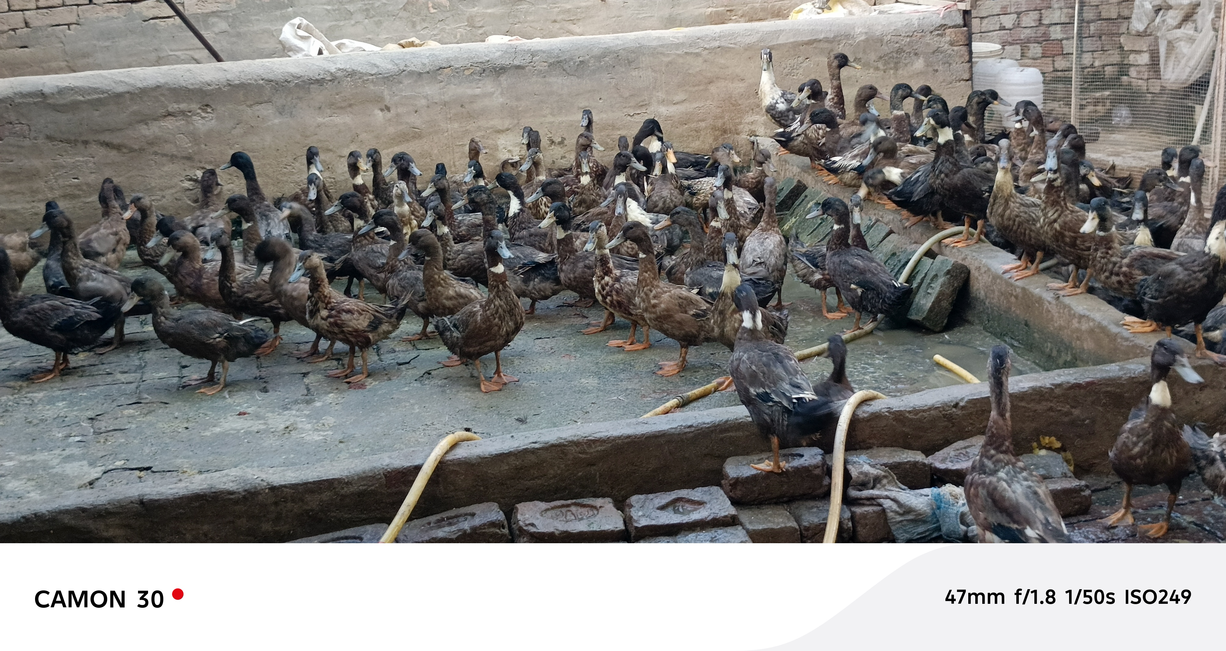 Khaki Campbell ducks — photo 2