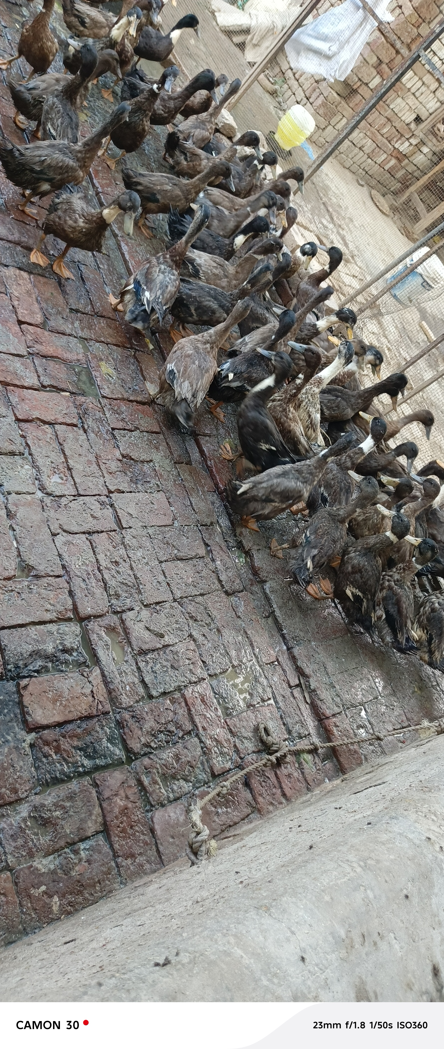 Khaki Campbell ducks — photo 4