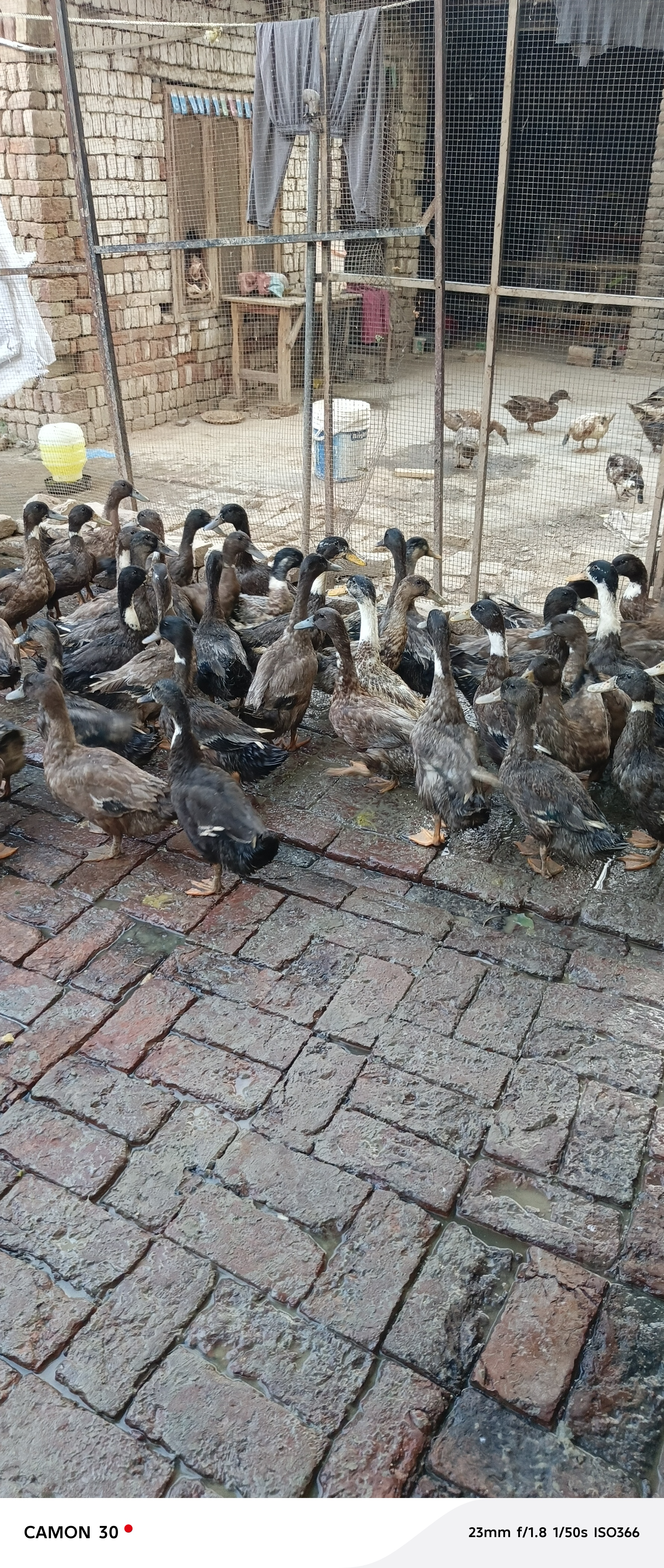 Khaki Campbell ducks — photo 3
