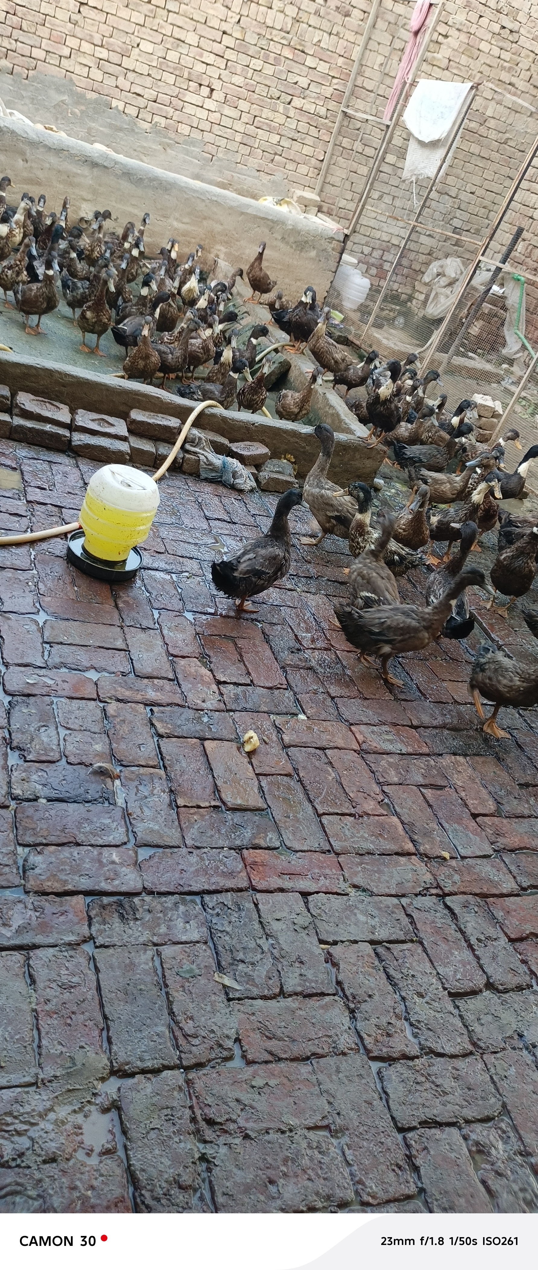 Khaki Campbell ducks — photo 5