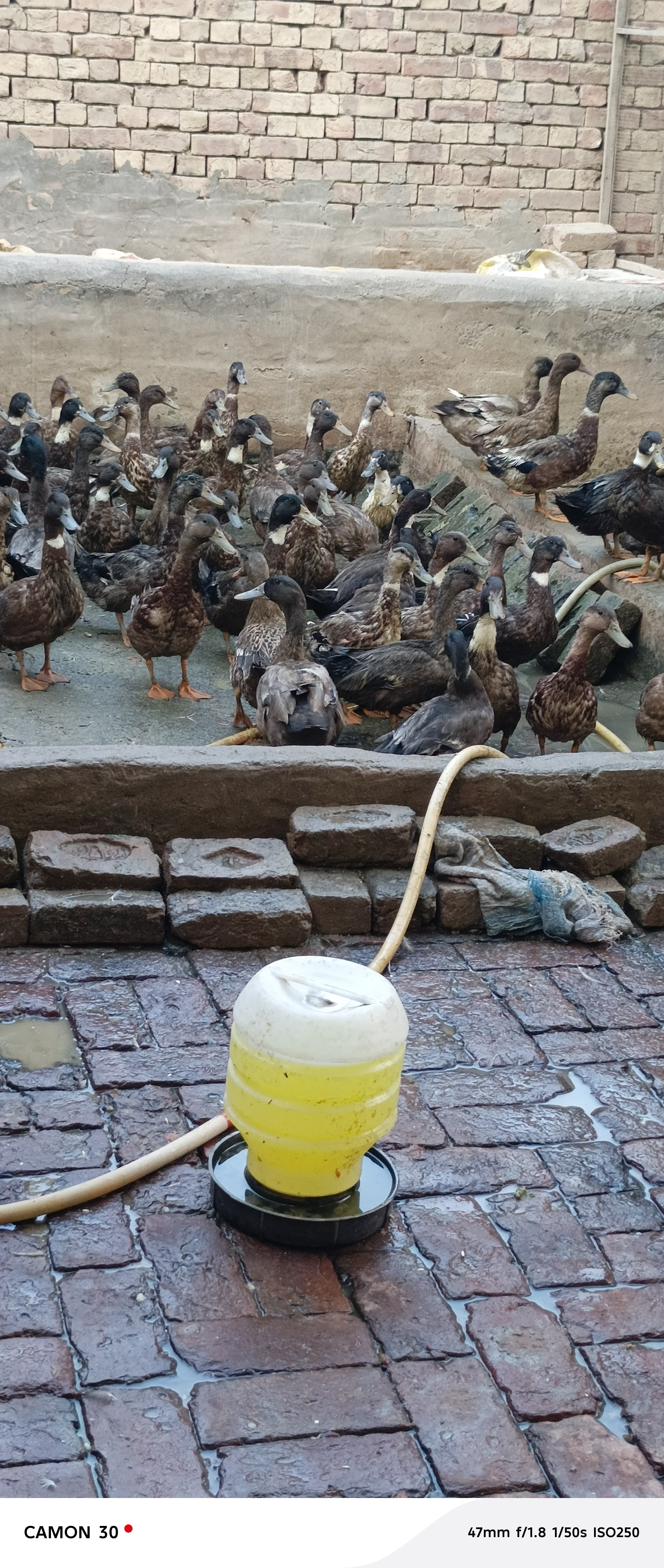 Khaki Campbell ducks