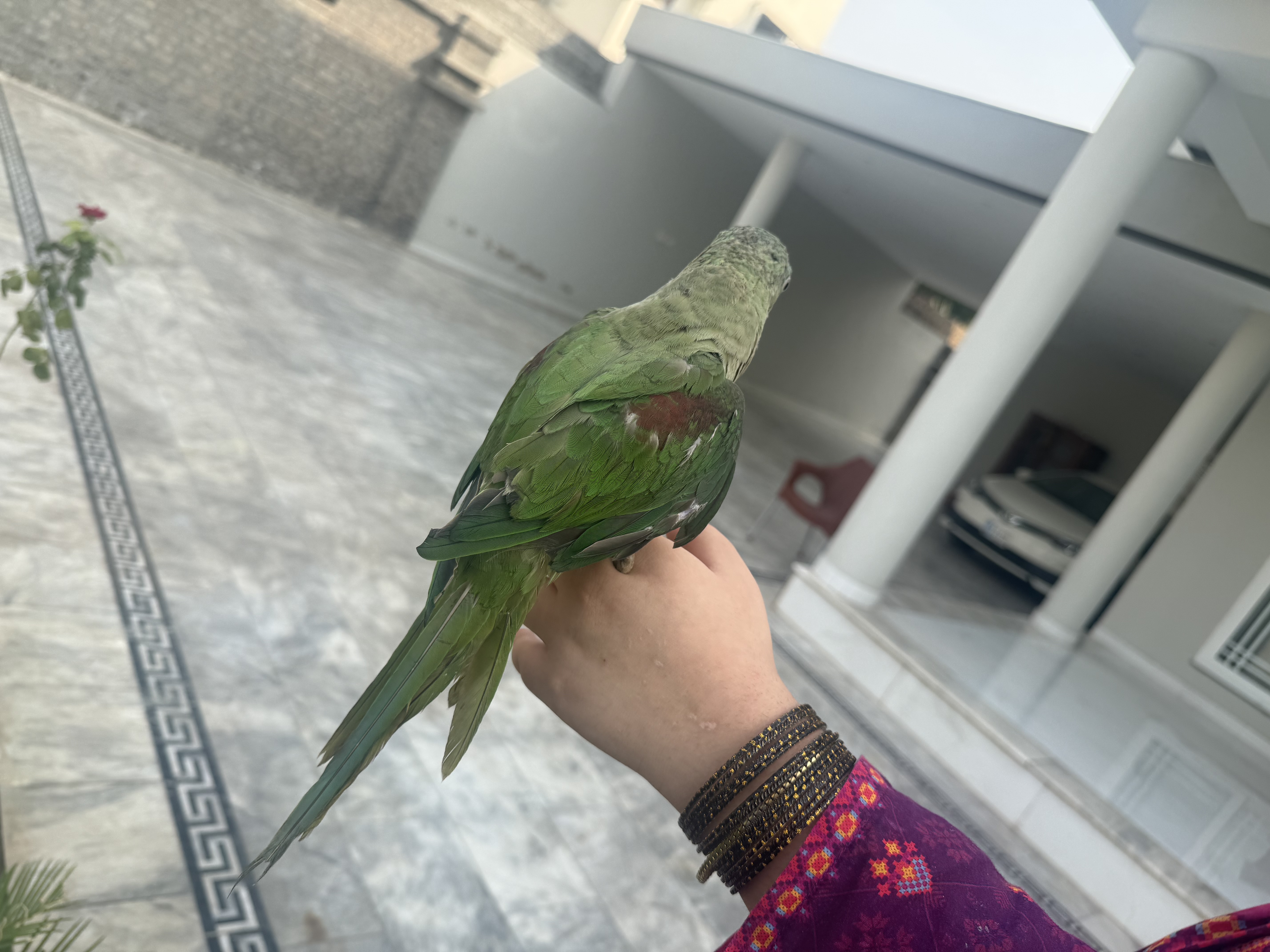 Parrot for sale