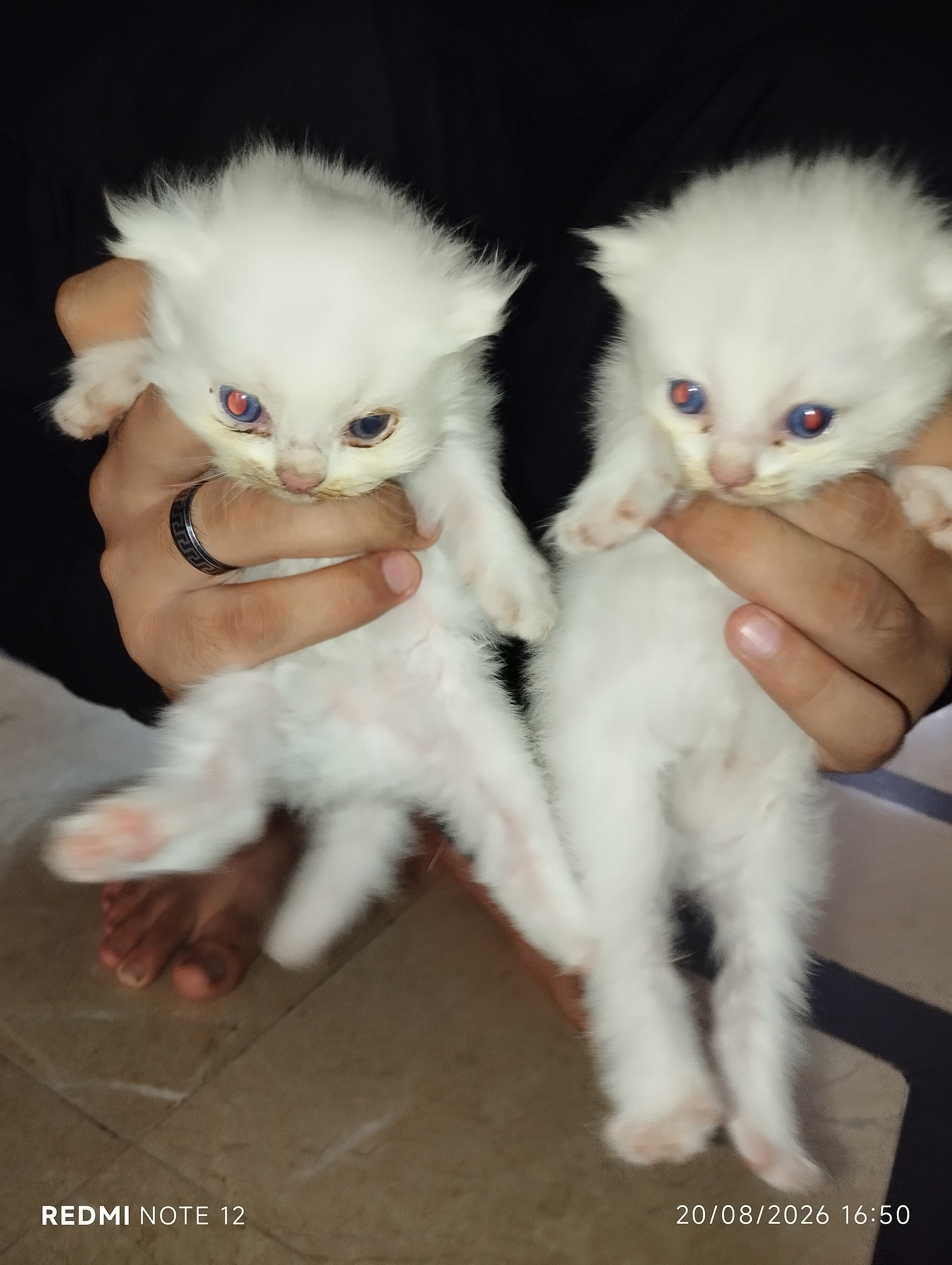 Persian pair
